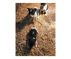 3 Rat Terrier Puppies Needing New Home - 6
