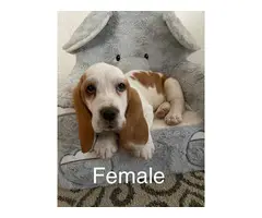 Three purebred basset hound puppies are ready for rehoming
