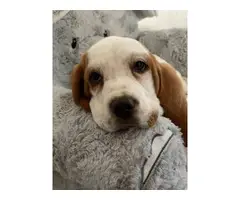 Three purebred basset hound puppies are ready for rehoming - 2