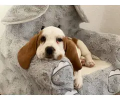 Three purebred basset hound puppies are ready for rehoming - 3