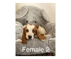 Three purebred basset hound puppies are ready for rehoming - 4