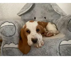 Three purebred basset hound puppies are ready for rehoming - 5