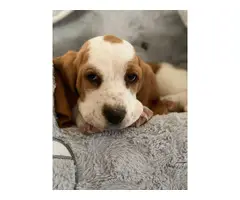 Three purebred basset hound puppies are ready for rehoming - 6