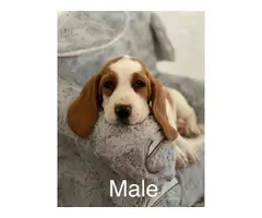 Three purebred basset hound puppies are ready for rehoming - 7