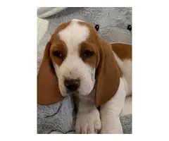 Three purebred basset hound puppies are ready for rehoming - 8