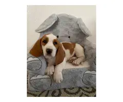 Three purebred basset hound puppies are ready for rehoming - 9