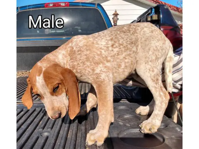 3 American English Redtick Coonhound Puppies - 1/3