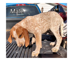 3 American English Redtick Coonhound Puppies