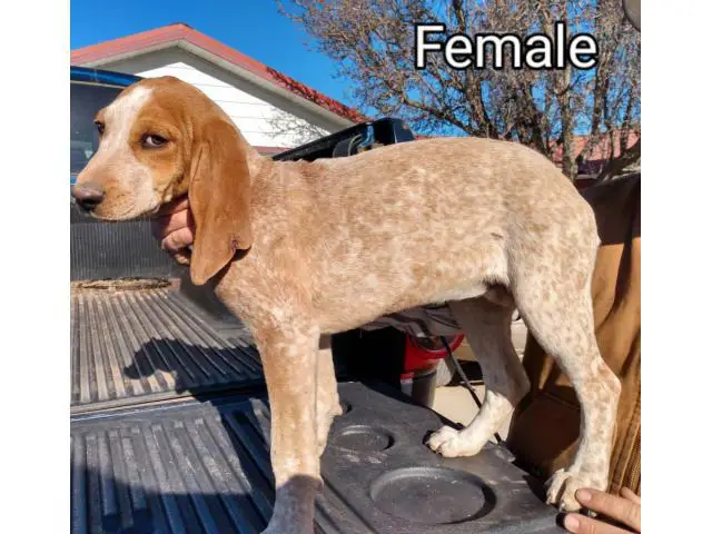 3 American English Redtick Coonhound Puppies - 2/3