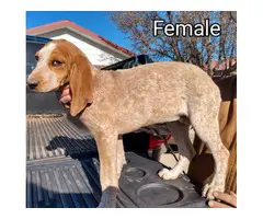 3 American English Redtick Coonhound Puppies - 2