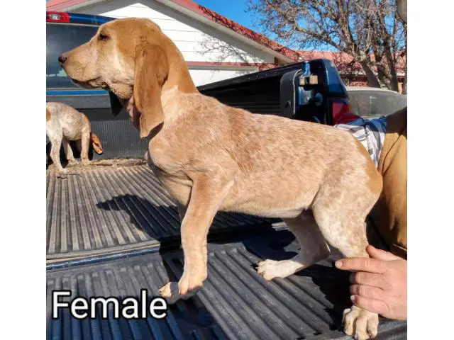 3 American English Redtick Coonhound Puppies - 3/3