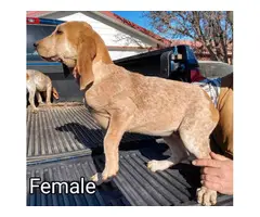 3 American English Redtick Coonhound Puppies - 3