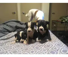 3 female full blooded Pit Bull puppies