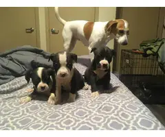 3 female full blooded Pit Bull puppies - 2