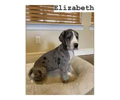 6 Great Dane Puppies for Adoption - 2