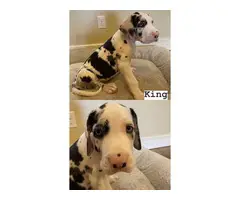 6 Great Dane Puppies for Adoption - 3