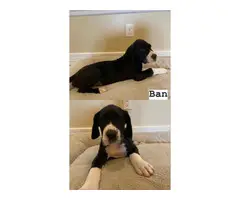 6 Great Dane Puppies for Adoption - 6