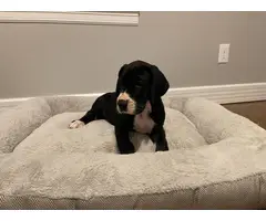 6 Great Dane Puppies for Adoption - 7