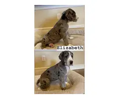6 Great Dane Puppies for Adoption - 8