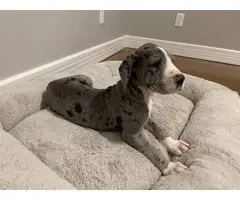 6 Great Dane Puppies for Adoption - 9