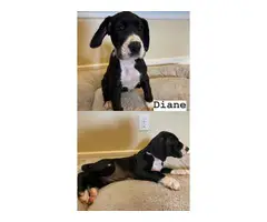 6 Great Dane Puppies for Adoption - 10