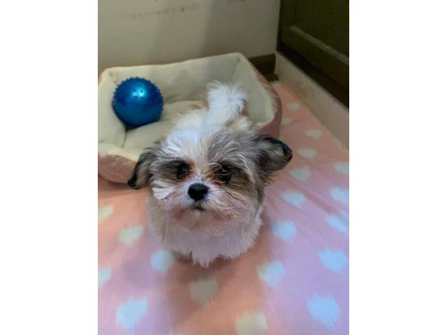 Gorgeous female shih tzu puppy for sale Villa Rica - Puppies for Sale ...