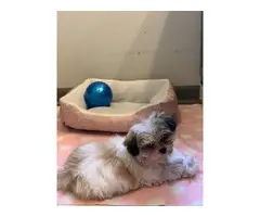 Gorgeous female shih tzu puppy for sale - 3
