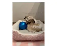 Gorgeous female shih tzu puppy for sale - 4
