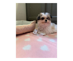 shih tzu puppy gorgeous female rica georgia villa