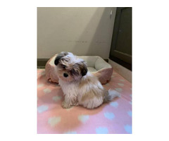 shih tzu puppy female gorgeous rica georgia villa