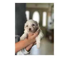 2 beautiful white Maltese puppies for sale - 2