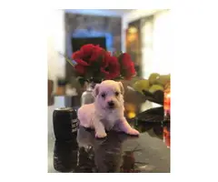 2 beautiful white Maltese puppies for sale - 4