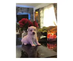 2 beautiful white Maltese puppies for sale - 6