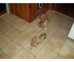Rehoming 3 Jack Chi puppies - 3