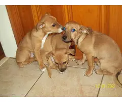 Rehoming 3 Jack Chi puppies - 4