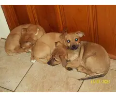 Rehoming 3 Jack Chi puppies - 6