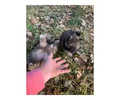 2 sweet Pomeranian puppies left