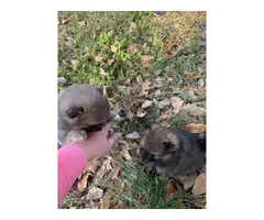 2 sweet Pomeranian puppies left - 6