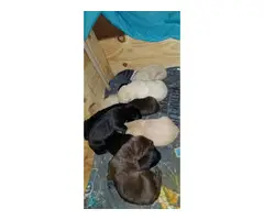 Lab puppies for sale 4 yellow 2 black