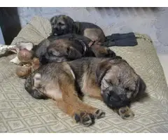 9 weeks old Border Terrier puppies for sale