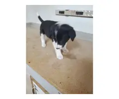 6 female border collie puppies for sale - 7