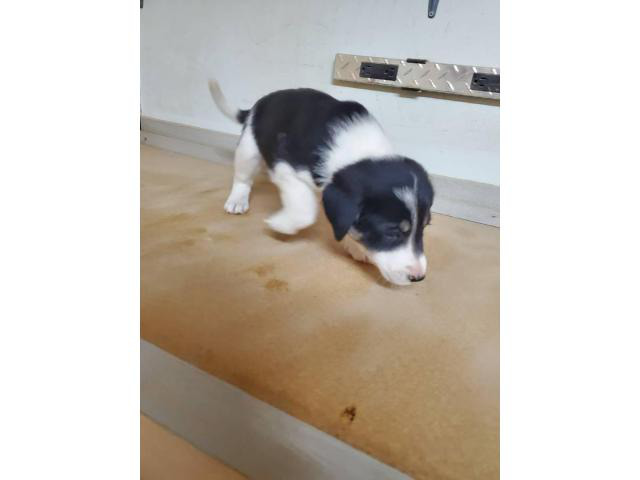 6 female border collie puppies for sale Bozeman Puppies