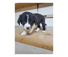 6 female border collie puppies for sale - 10