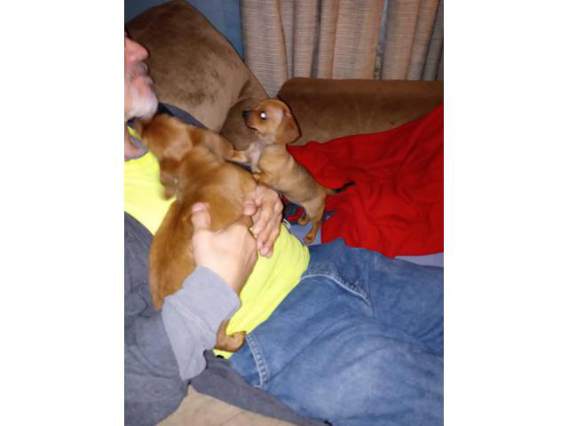 Rehoming 5 beautiful Chiweenie puppies Zanesville