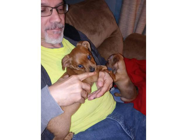 Rehoming 5 beautiful Chiweenie puppies Zanesville