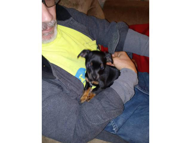 Rehoming 5 beautiful Chiweenie puppies Zanesville