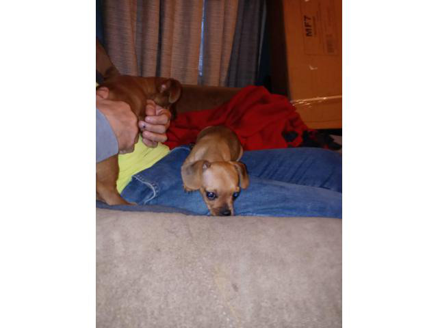 Rehoming 5 beautiful Chiweenie puppies Zanesville