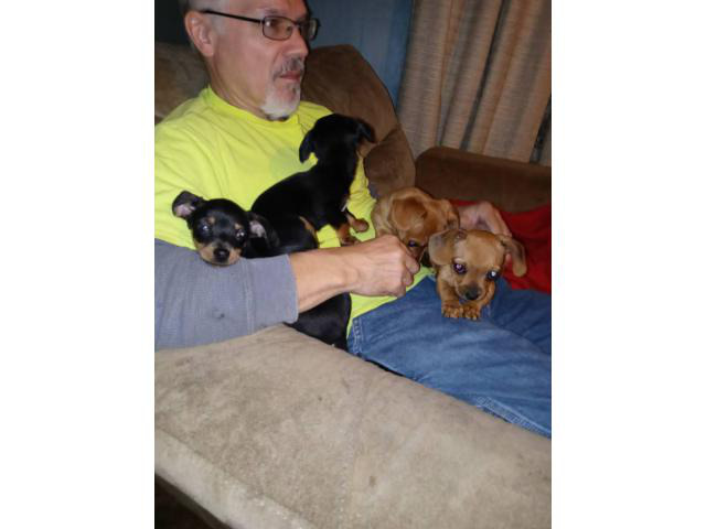 Rehoming 5 beautiful Chiweenie puppies Zanesville