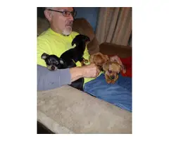 Rehoming 5 beautiful Chiweenie puppies - 10