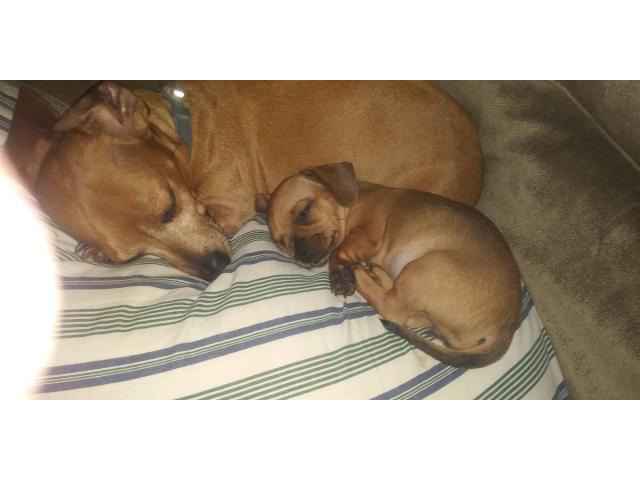 Rehoming 5 beautiful Chiweenie puppies Zanesville